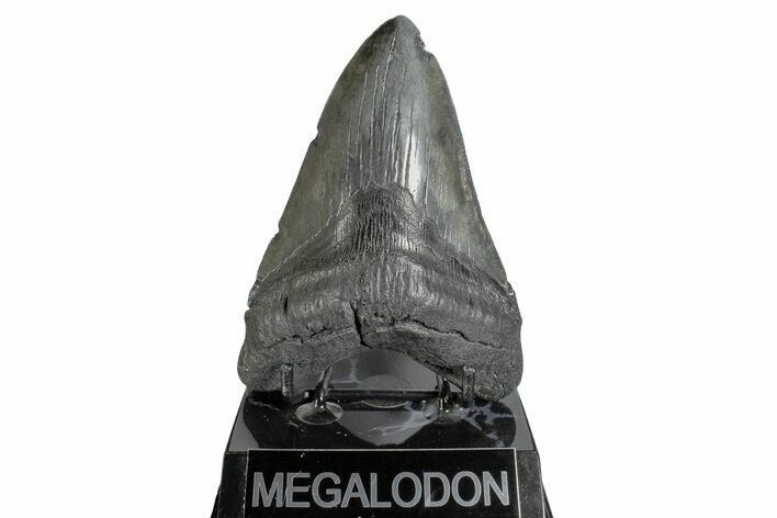 Fossil Megalodon Tooth - South Carolina #168107